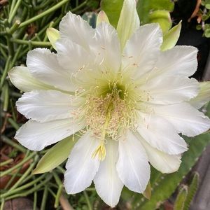 Meet your Posher, Nitza